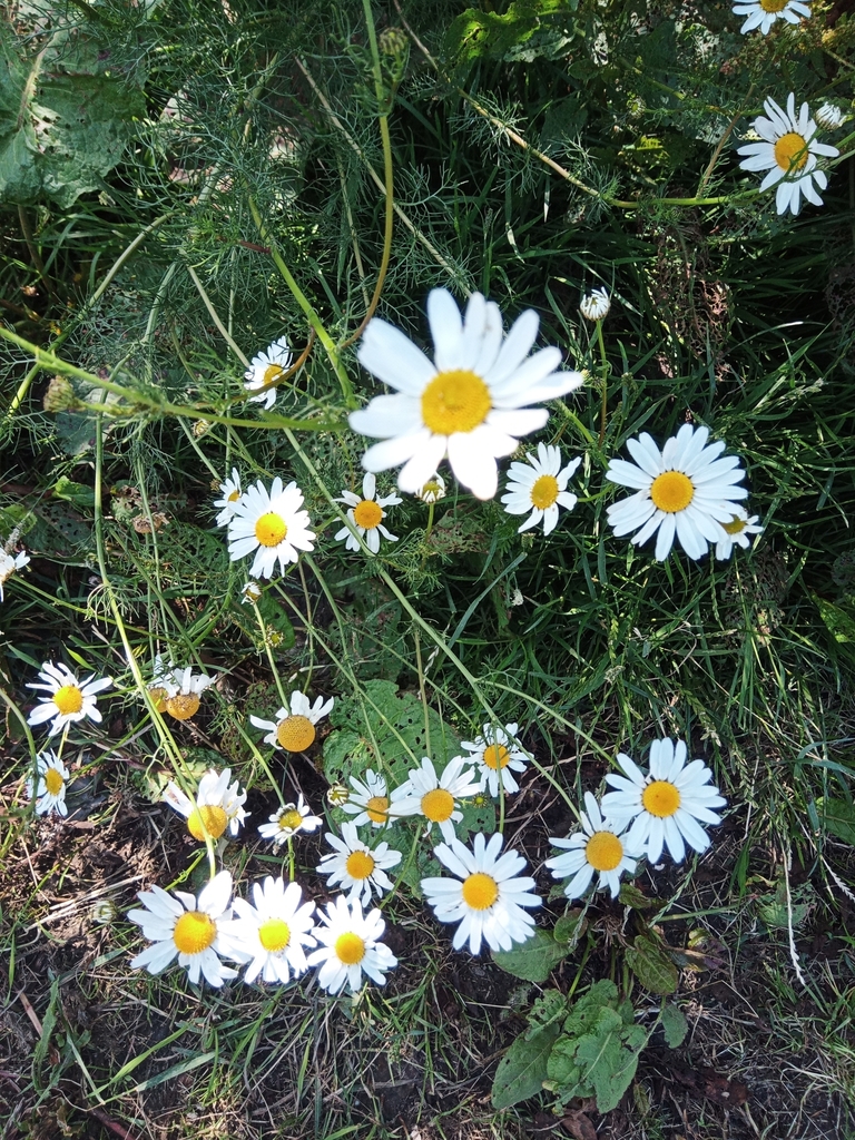 Chamaemelum nobile