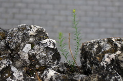 Linaria vulgaris