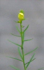 Linaria vulgaris