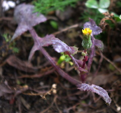 Sonchus oleraceus