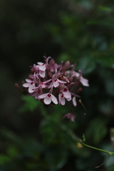 Rhinacanthus