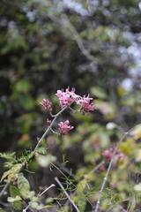 Rhinacanthus