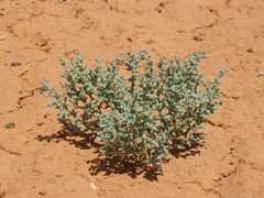 Halimocnemis karelinii