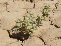 Halimocnemis karelinii