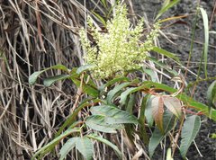 Rhus hypoleuca