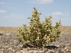Halimocnemis karelinii