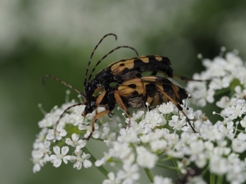 Gefleckter Schmalbock