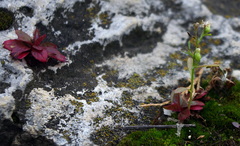 Erigeron canadensis