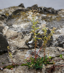 Erigeron canadensis
