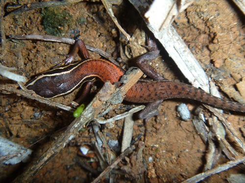Tropidoscincus variabilis