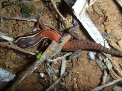 Tropidoscincus variabilis