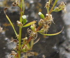 Erigeron canadensis