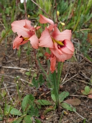 Gladiolus meliusculus