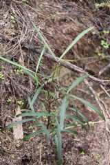 Pseudopanax crassifolius × lessonii
