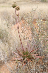 Aloe ericetorum