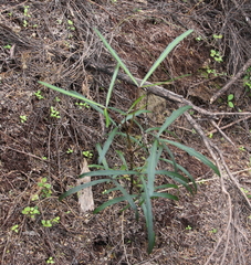 Pseudopanax crassifolius × lessonii