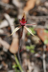 Caladenia reticulata