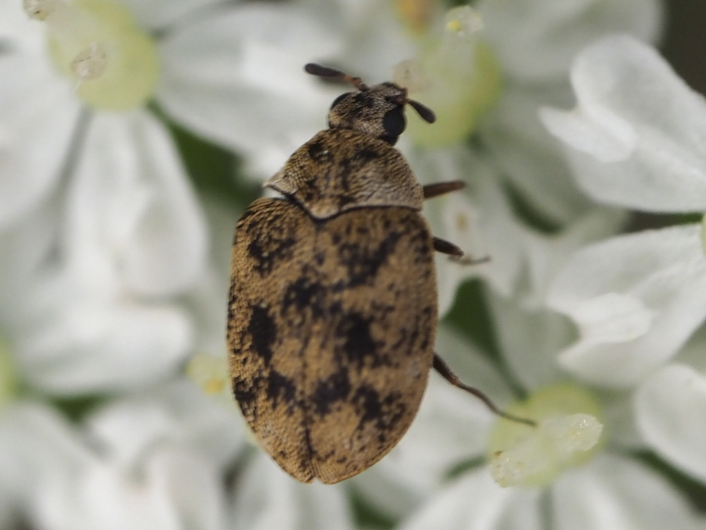 Anthrenus minutus