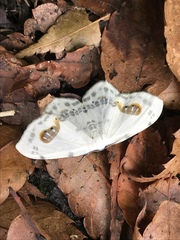 Auzata superba superba