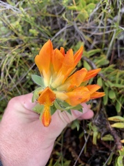 Liparia splendens comantha