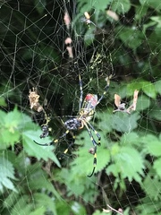 Trichonephila clavata