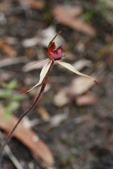 Caladenia reticulata