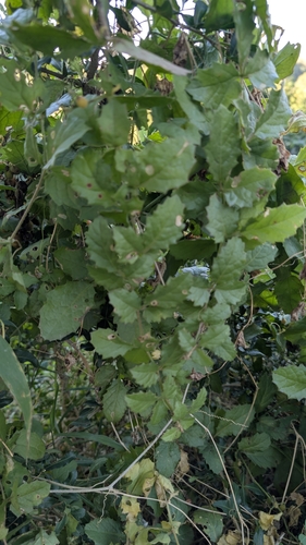 Cyphostemma subciliatum