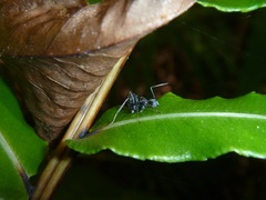 Camponotus gambeyi
