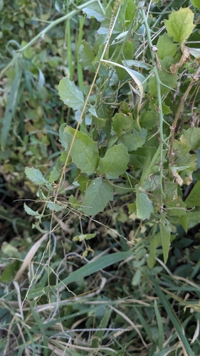 Cyphostemma subciliatum