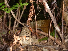 Tropidoscincus variabilis