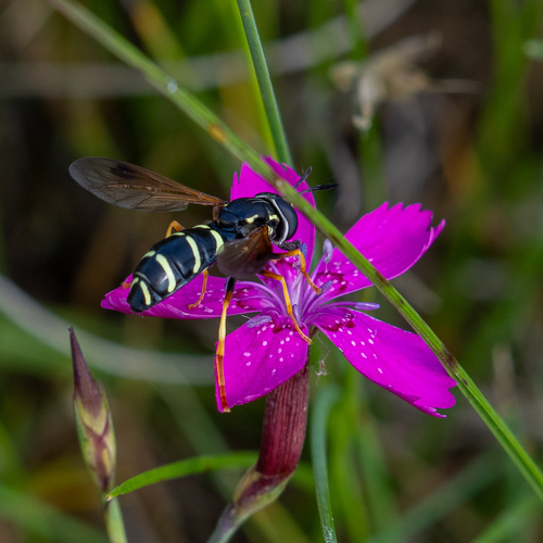 Chrysotoxum lineare