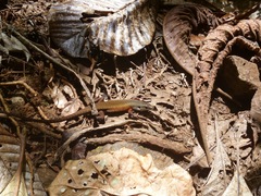Tropidoscincus variabilis