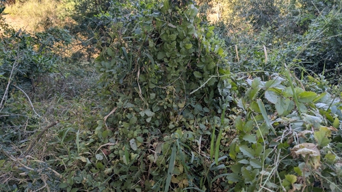Cyphostemma subciliatum