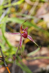 Caladenia reticulata