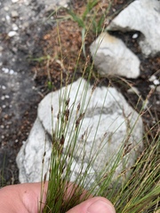 Schoenus bolusii
