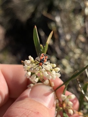 Melanerythrus mactans