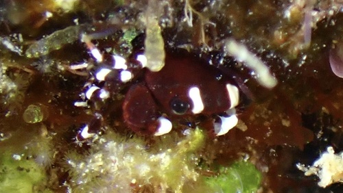 Xanthias latifrons observed 2025-06-13