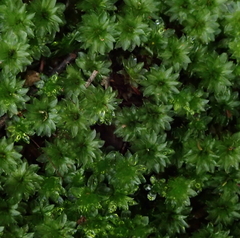 Rosulabryum subtomentosum