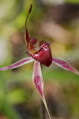 Caladenia reticulata