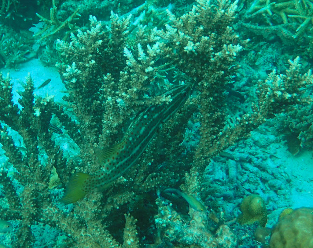 Slender grouper