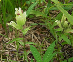 Castilleja pallida