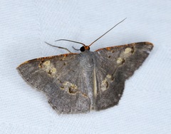 Serratophyga subangulata