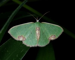 Spaniocentra kuniyukii