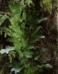 Pseudocyphellaria episticta