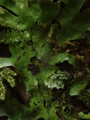 Pseudocyphellaria episticta