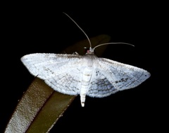 Calindoea anticalis