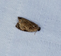 Sycacantha inopinata
