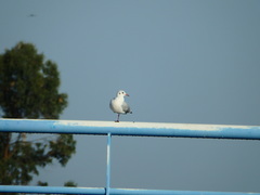 Chroicocephalus ridibundus