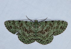 Ophthalmitis herbidaria