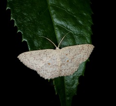 Perixera punctata